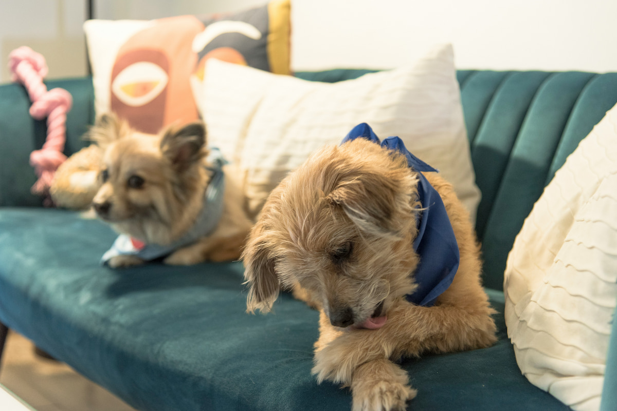 Dog licking its paw while sitting on couch