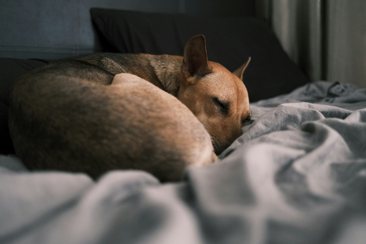 Dog resting quietly at night related to stomach growling article