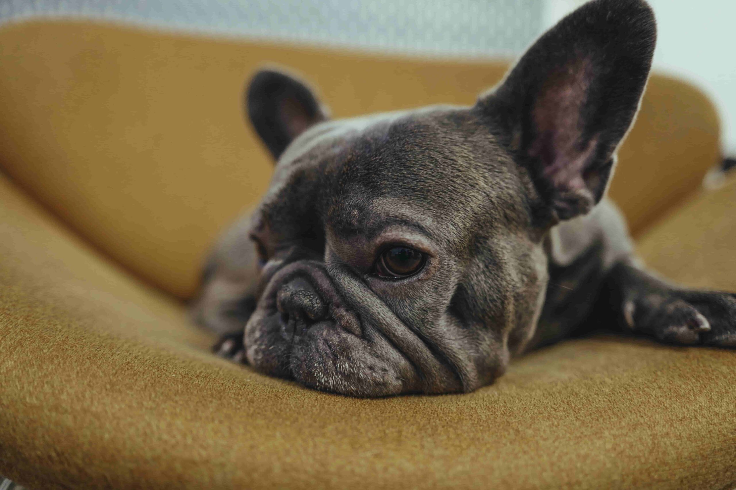 Dog resting on couch after eating