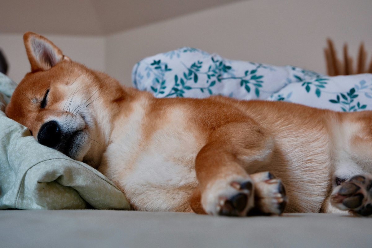Dog lying down indoors appearing mildly uncomfortable