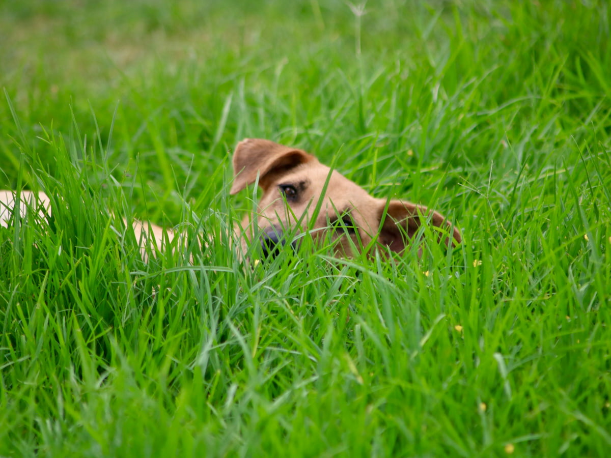 Dog in grass outdoors