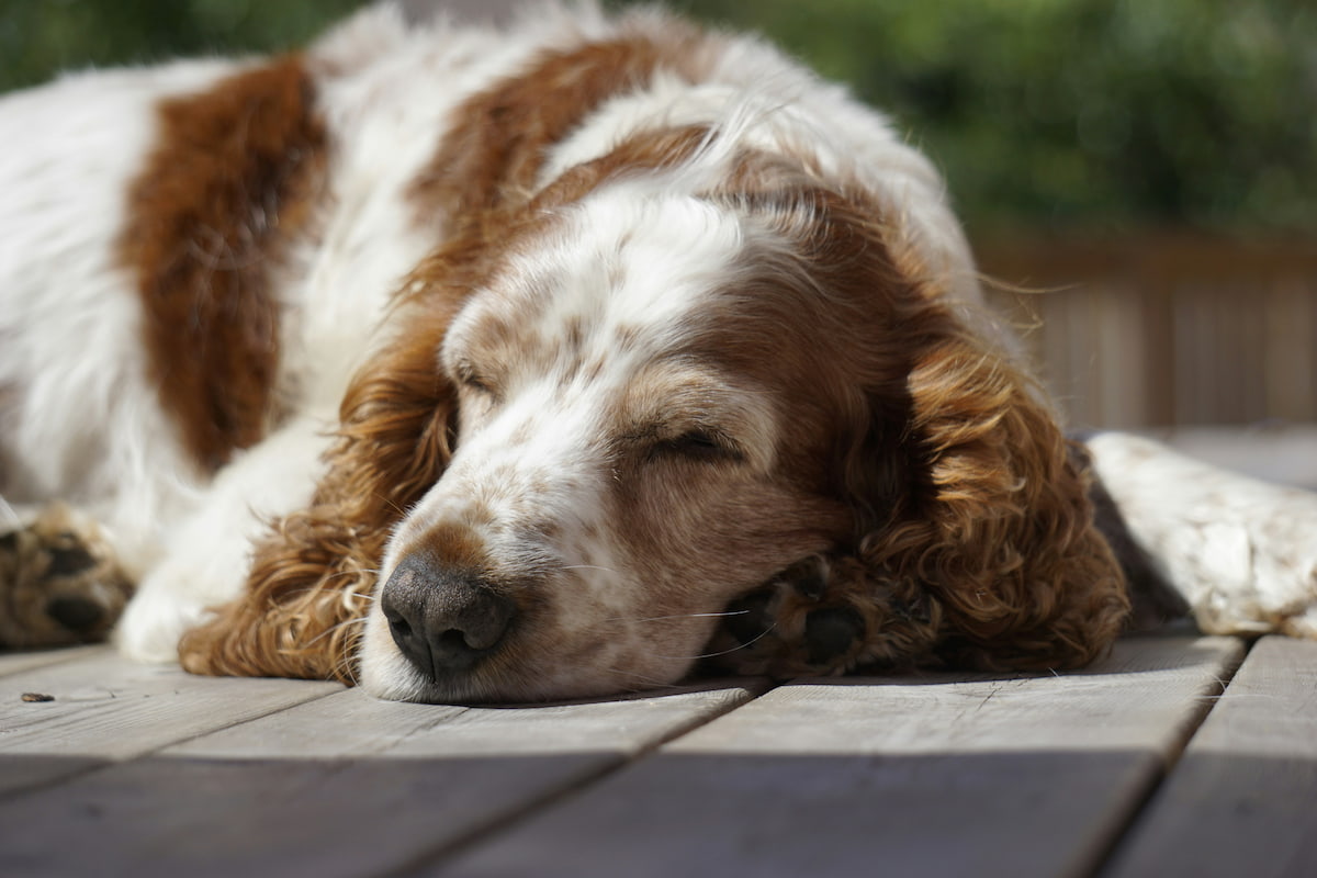 Dog resting appearing unwell