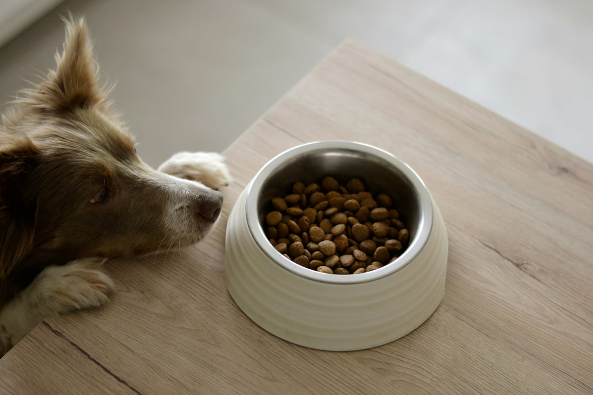 Dog looking at bowl indoors