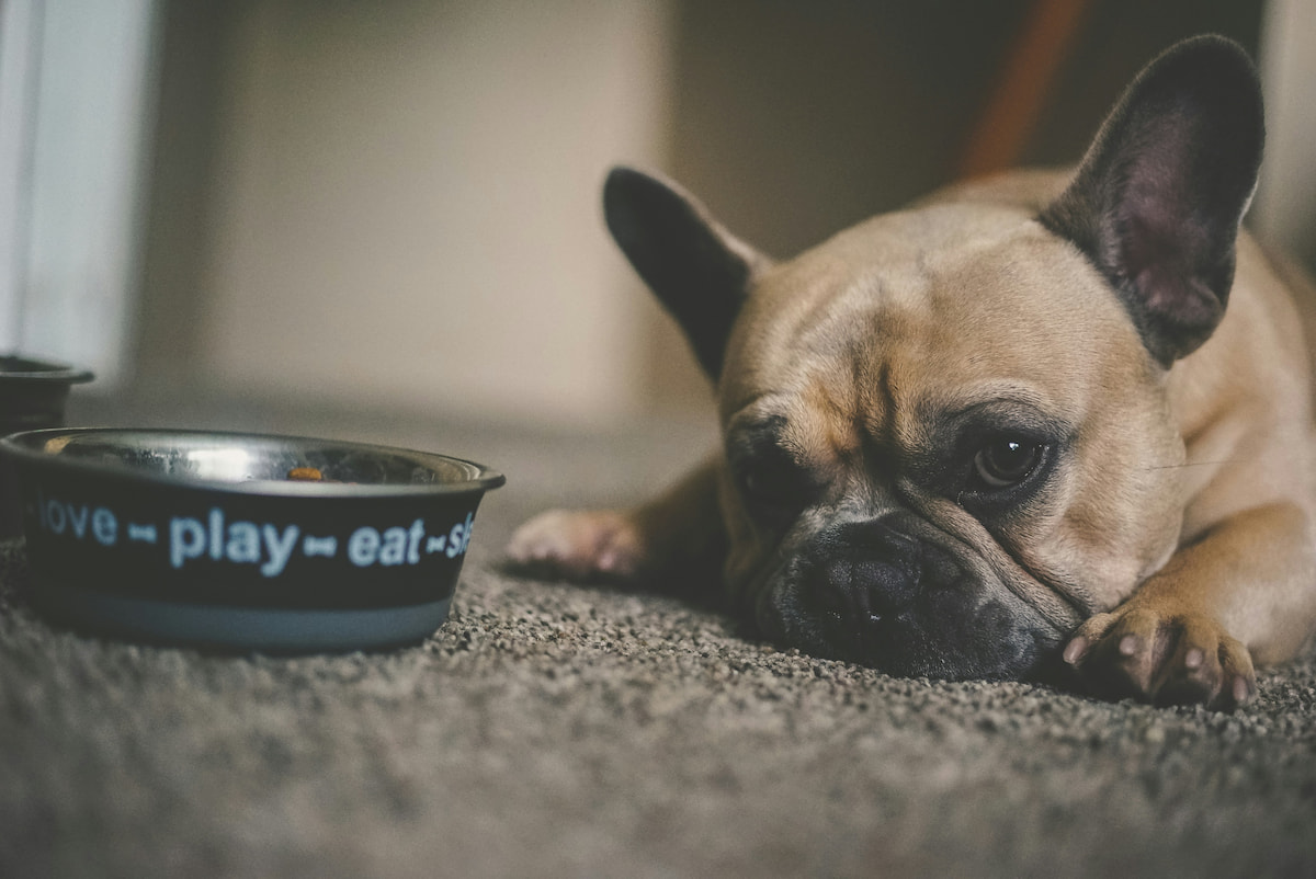Dog lying near food bowl indoors