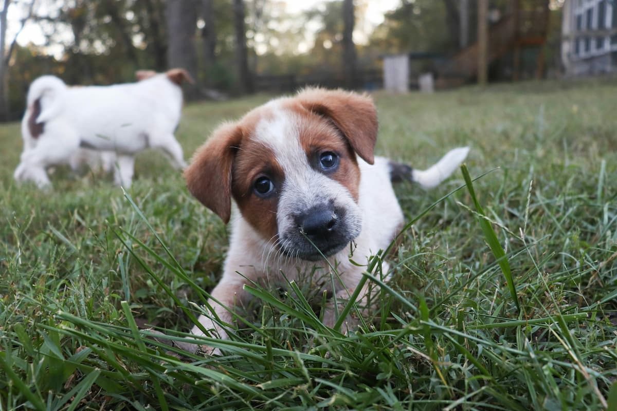 Dog outdoors in backyard