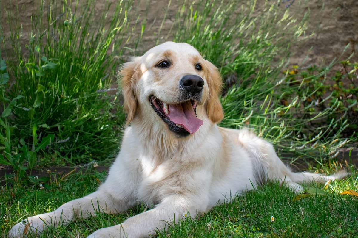 Healthy dog standing outdoors in yard